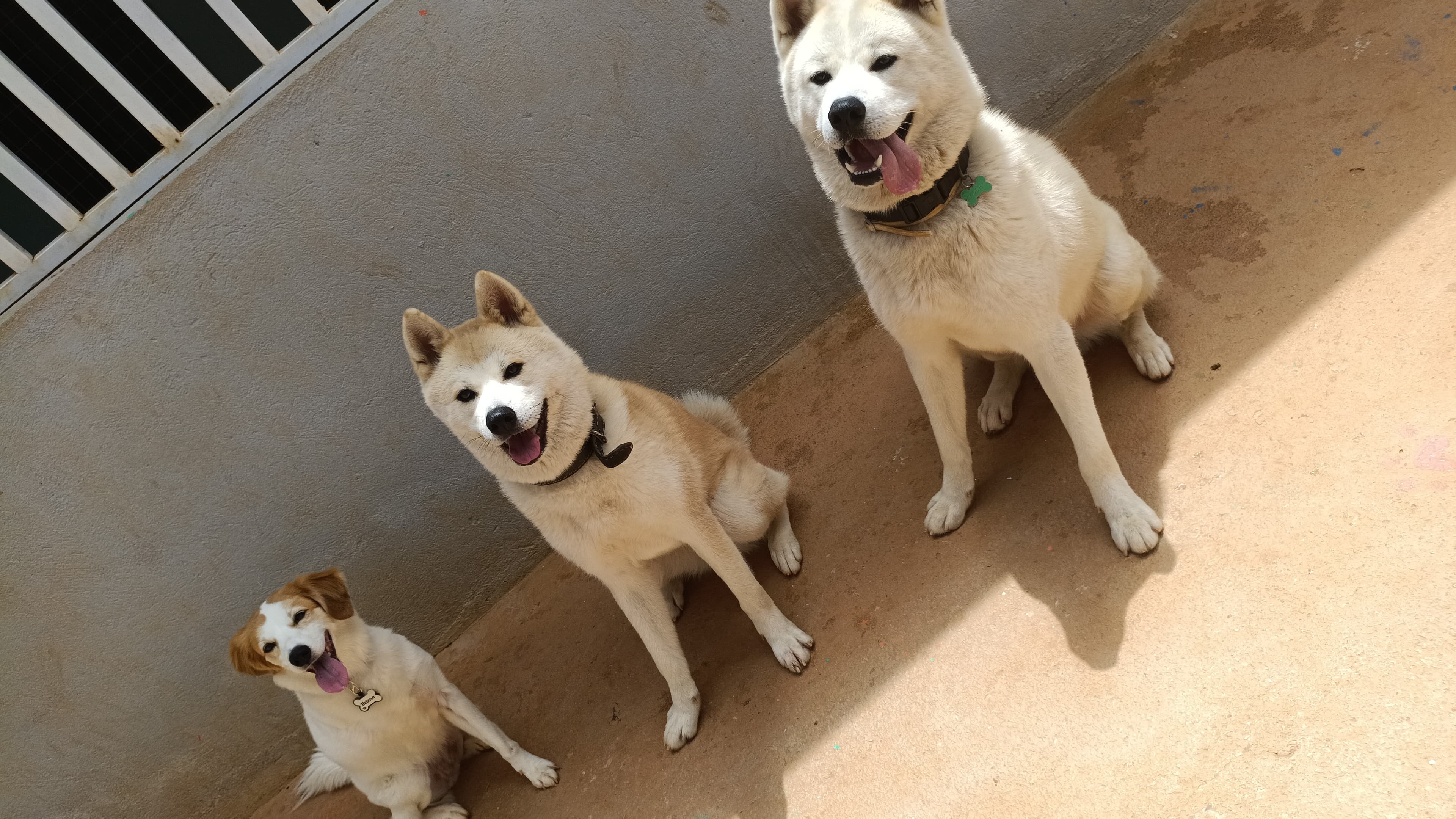 Aluno 2 - Pet feliz da Paixão por Pet