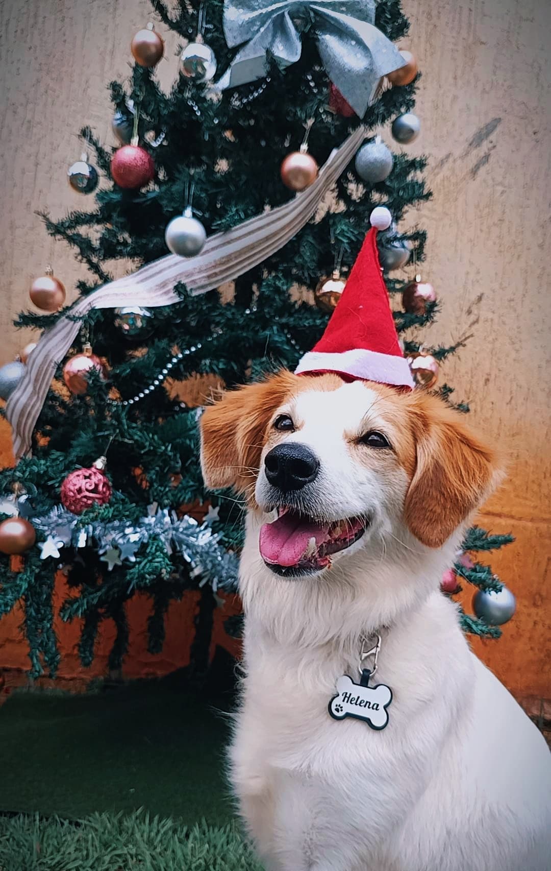 Aluno 4 - Pet feliz da Paixão por Pet