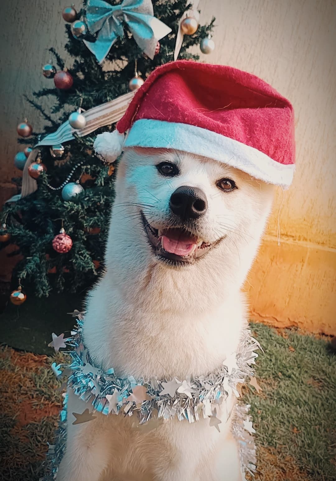 Aluno 7 - Pet feliz da Paixão por Pet