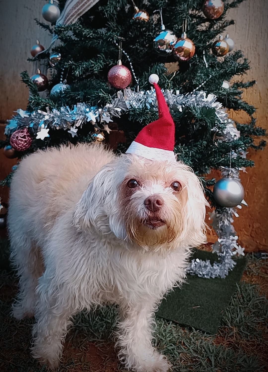 Aluno 9 - Pet feliz da Paixão por Pet